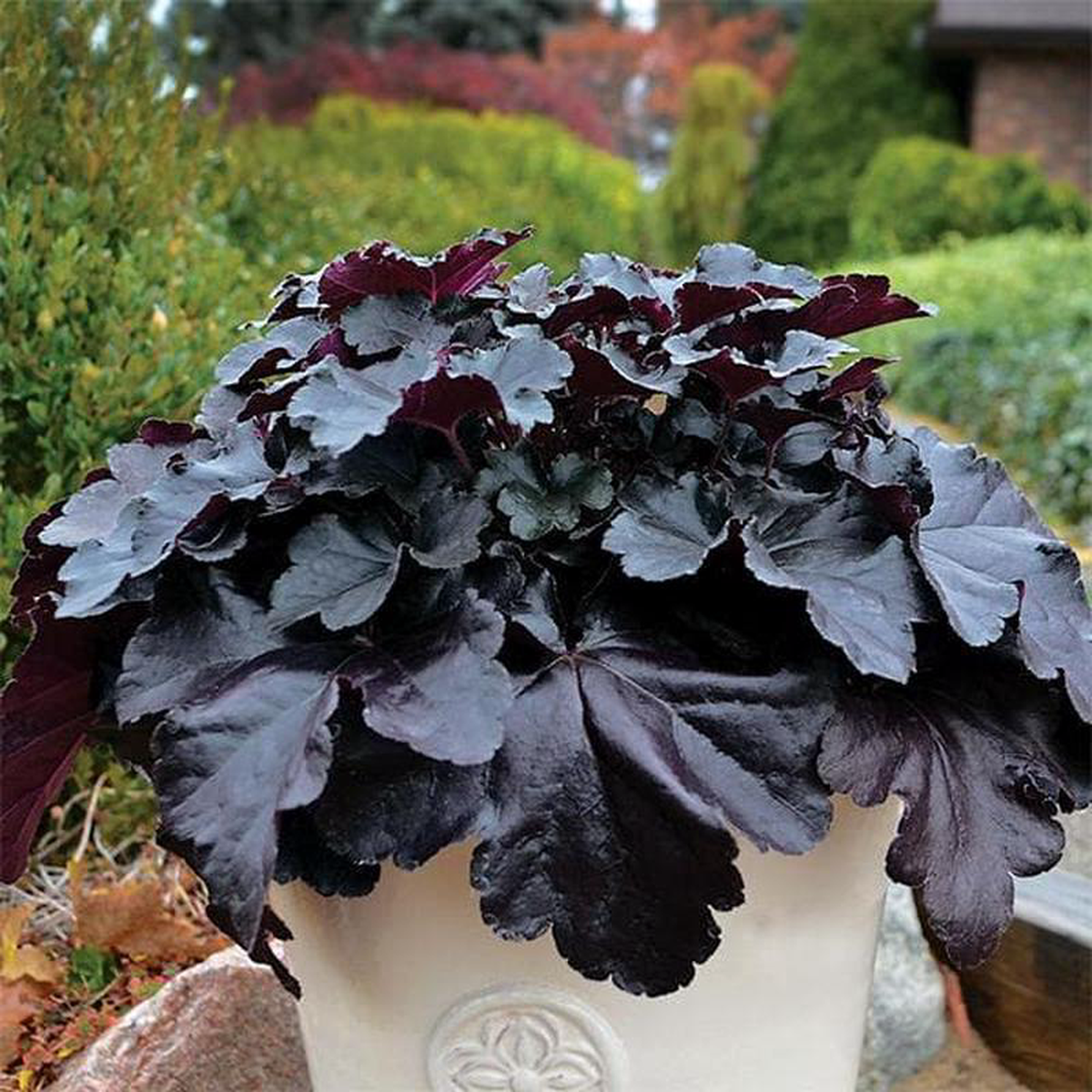 Coral Bells Heuchera 8211 Plant
