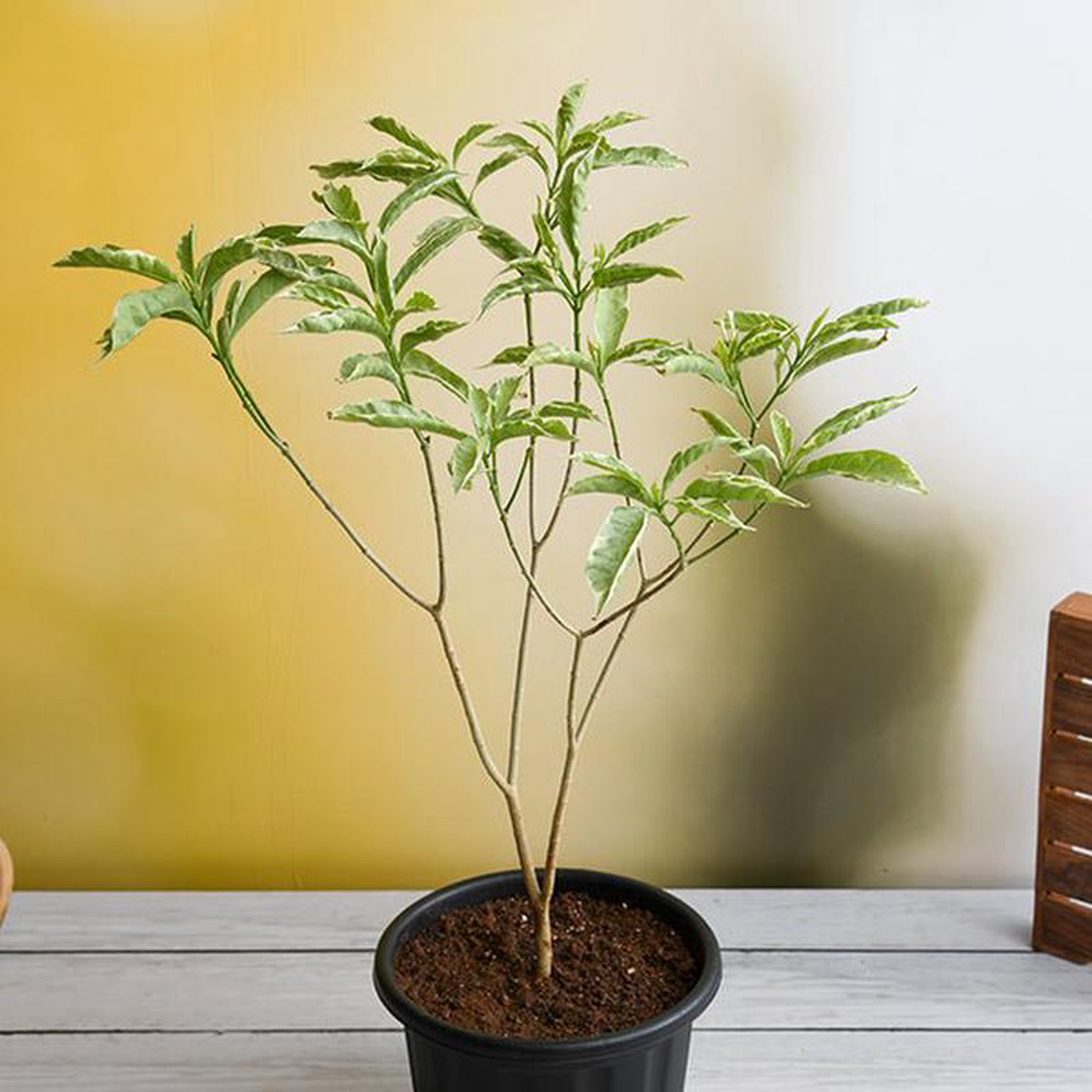 Tagar Variegated 8211 Plant