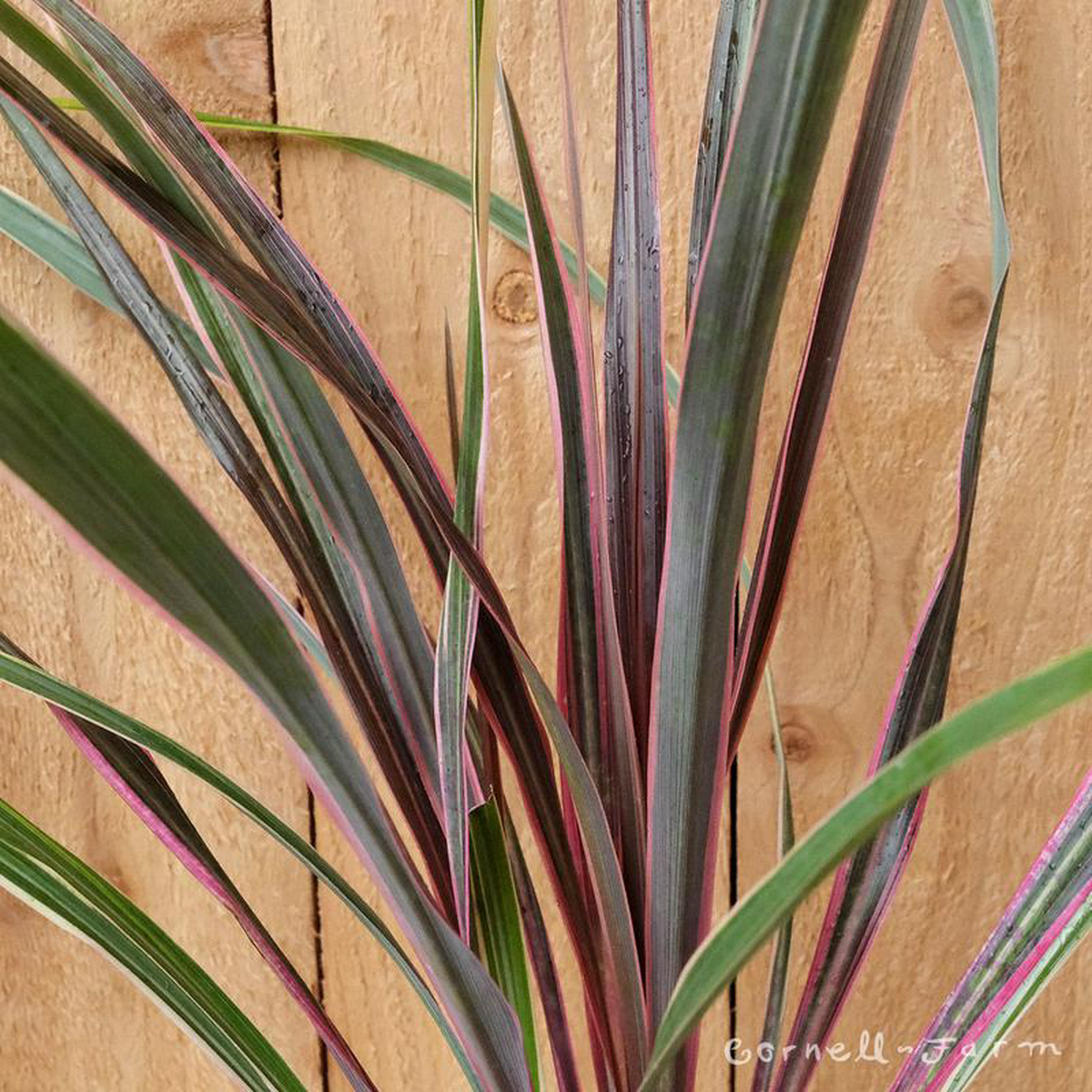 Cordyline x Can Can 1gal