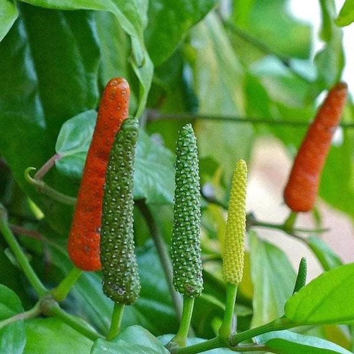 Long Pepper Pippali 8211 Plant