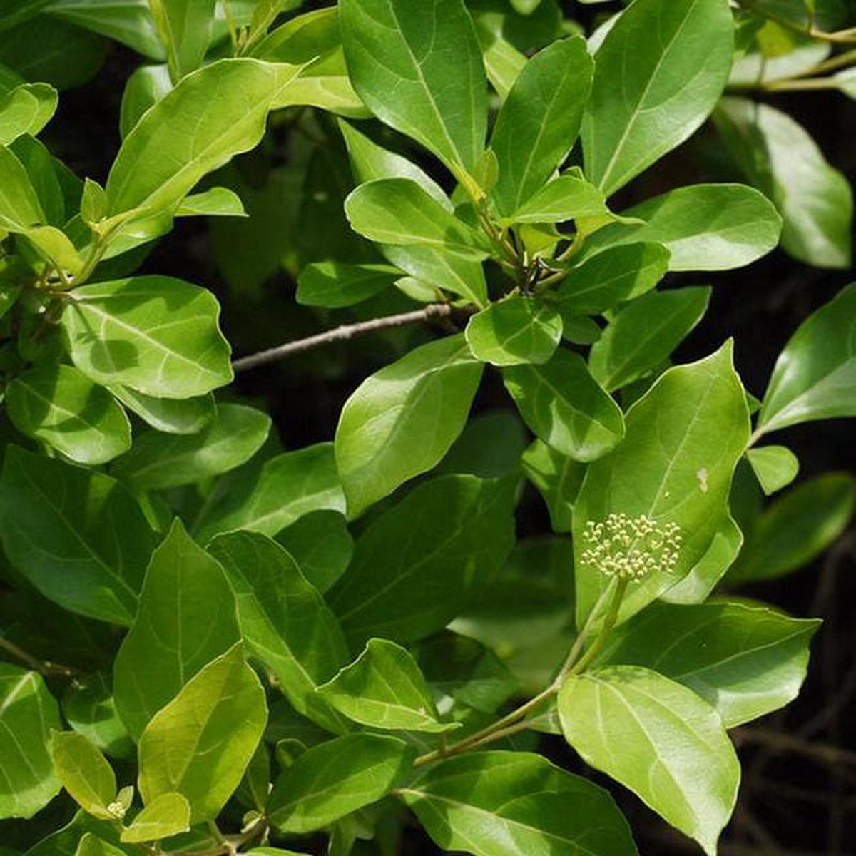 Vaijayanti 8211 Plant