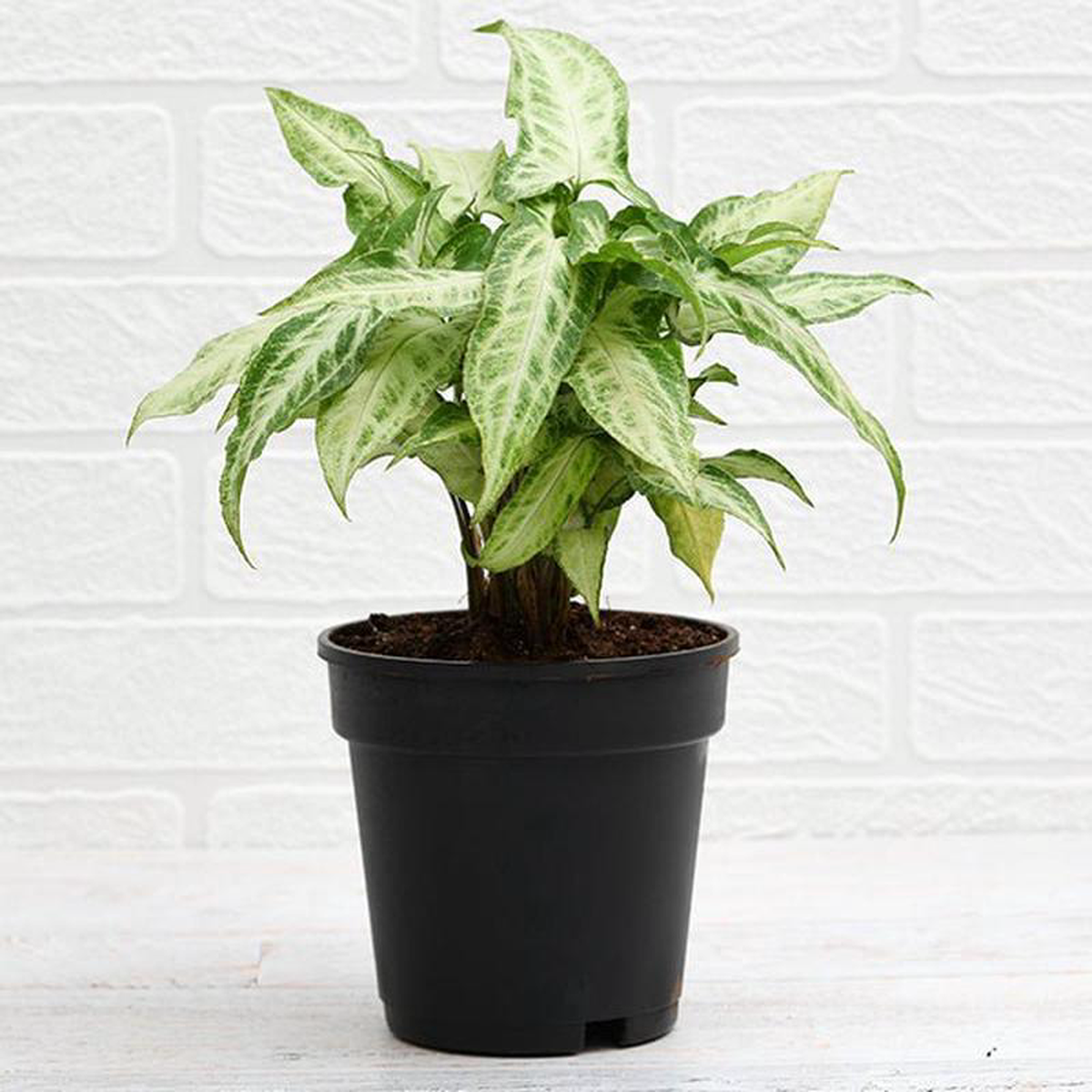 Syngonium podophyllum Mini Pixie Plant in 5 inch Black Pot