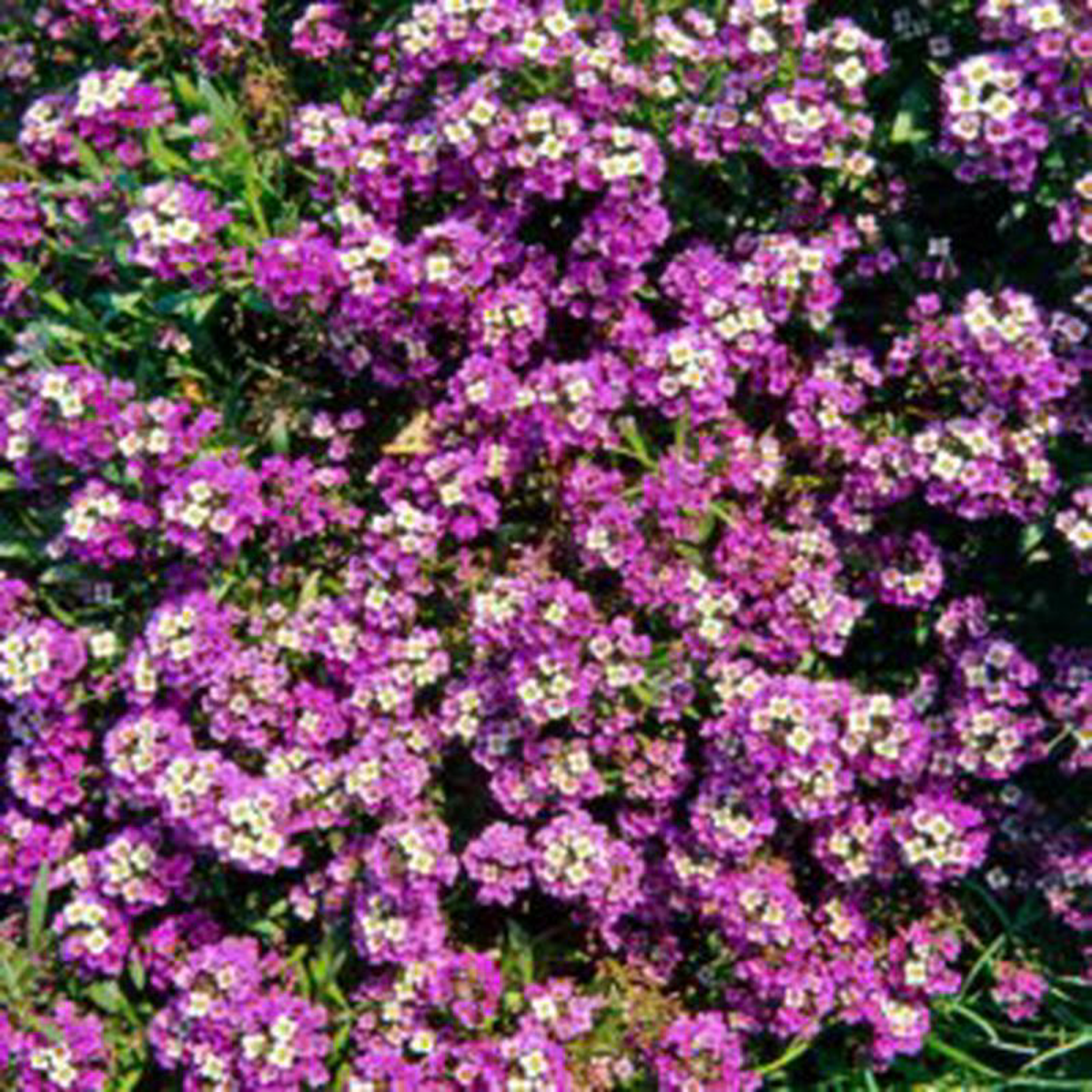Alyssum Royal Carpet 8211 Ontario Seed Company