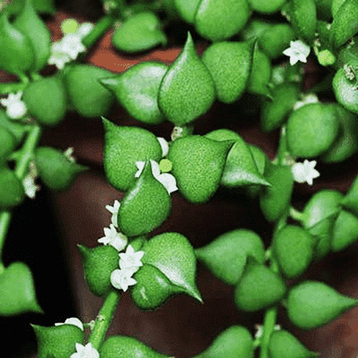 Million hearts plant Dischidia ruscifolia (Green) 8211 Plant