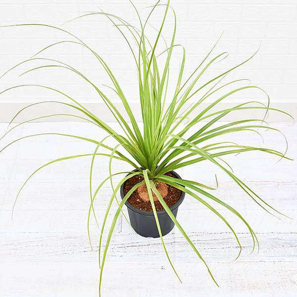 Pony Tail Palm Beaucarnea Recurvata 8211 Plant