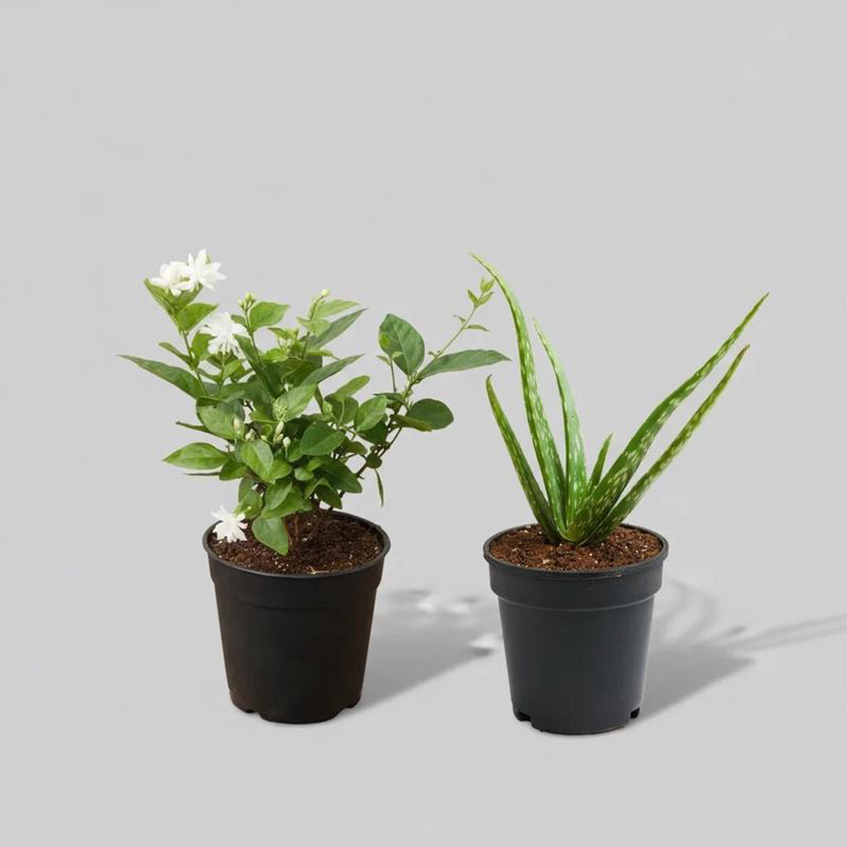 Set of 4 Summer Special Plants (2 Jasmine 2 Aloe Vera) Pack