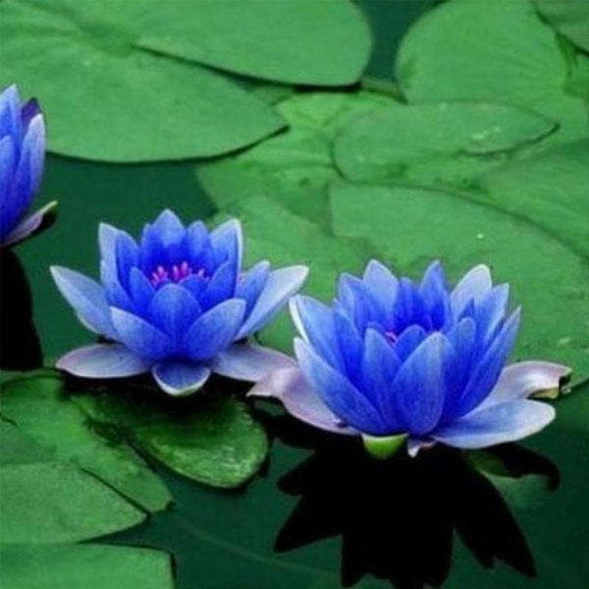 Water Lily Nymphae Nouchali (Blue) 8211 Plant