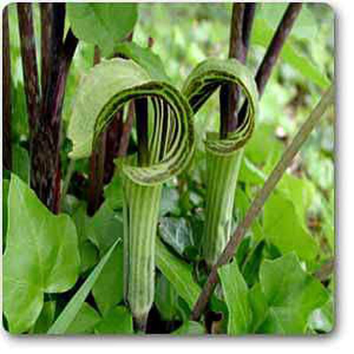 Arisaema triphyllum 8211 Plant