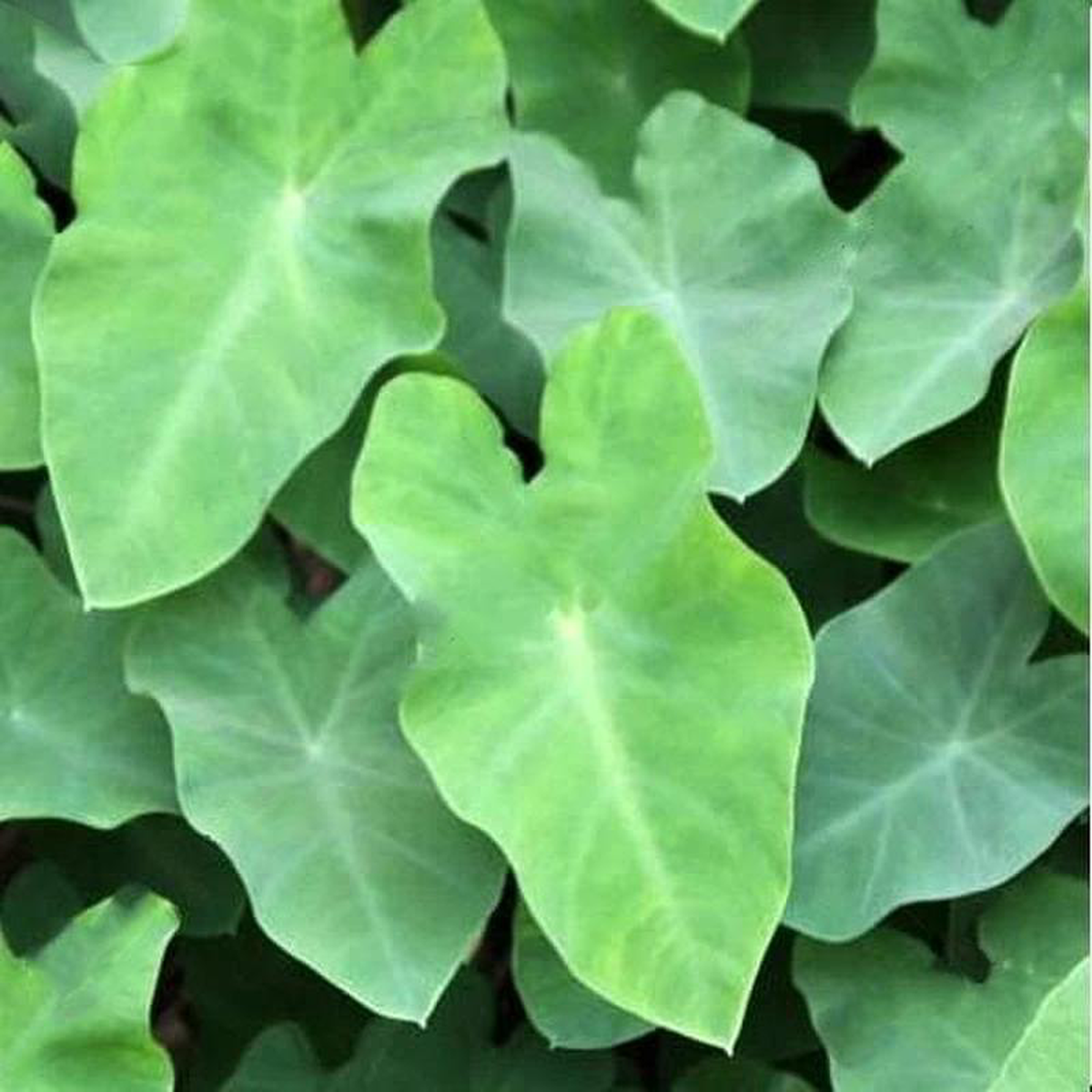 Alocasia esculata 8211 Plant