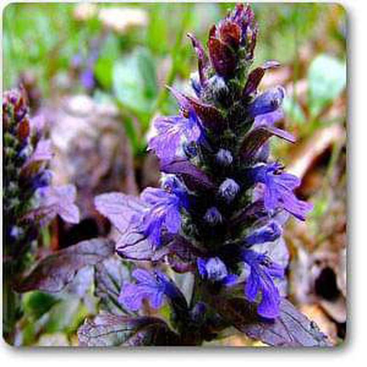 Bugleweed 8211 Plant