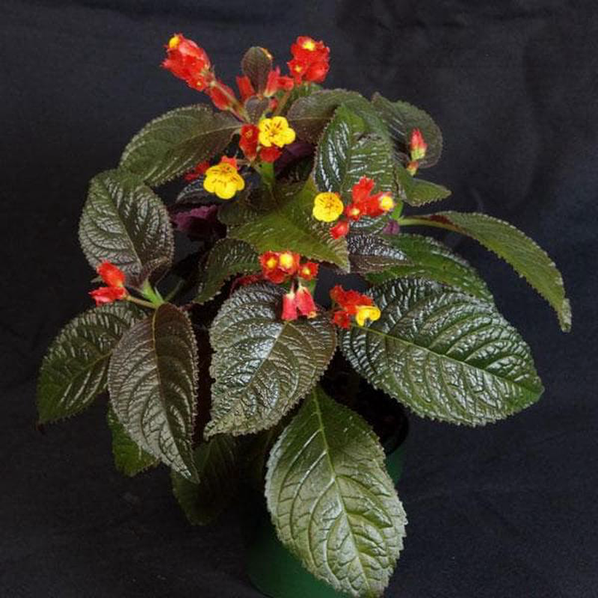 Copper Leaf Chrysothemis Pulchella 8211 Plant