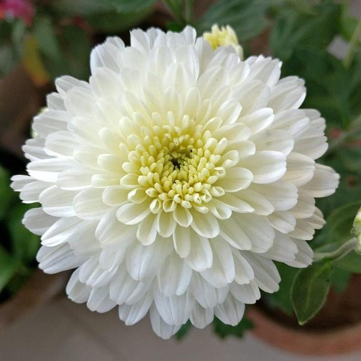 Shevanti Chrysanthemum (White) 8211 Plant
