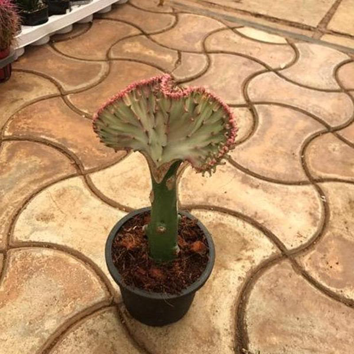 Euphorbia Crested 8211 Plant