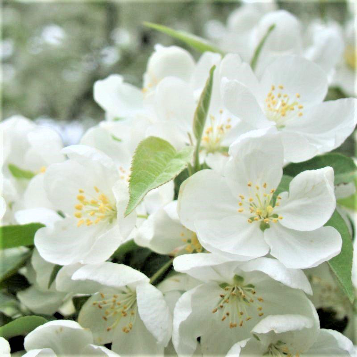 Spring Snow Flowering Crabapple Tree
