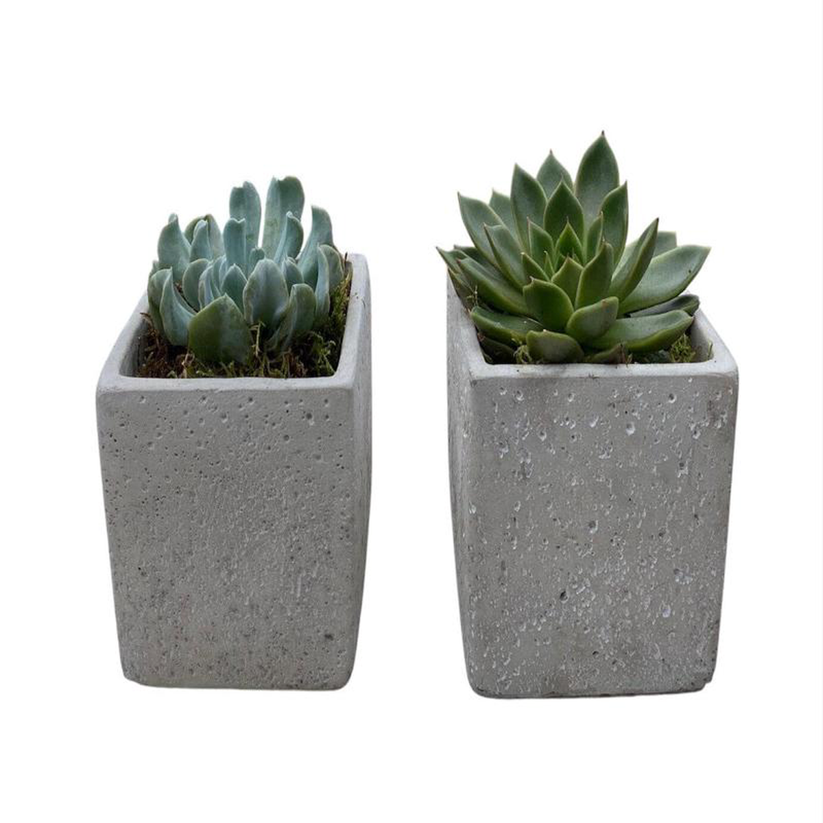 Set of Succulent in Square Cement Pot