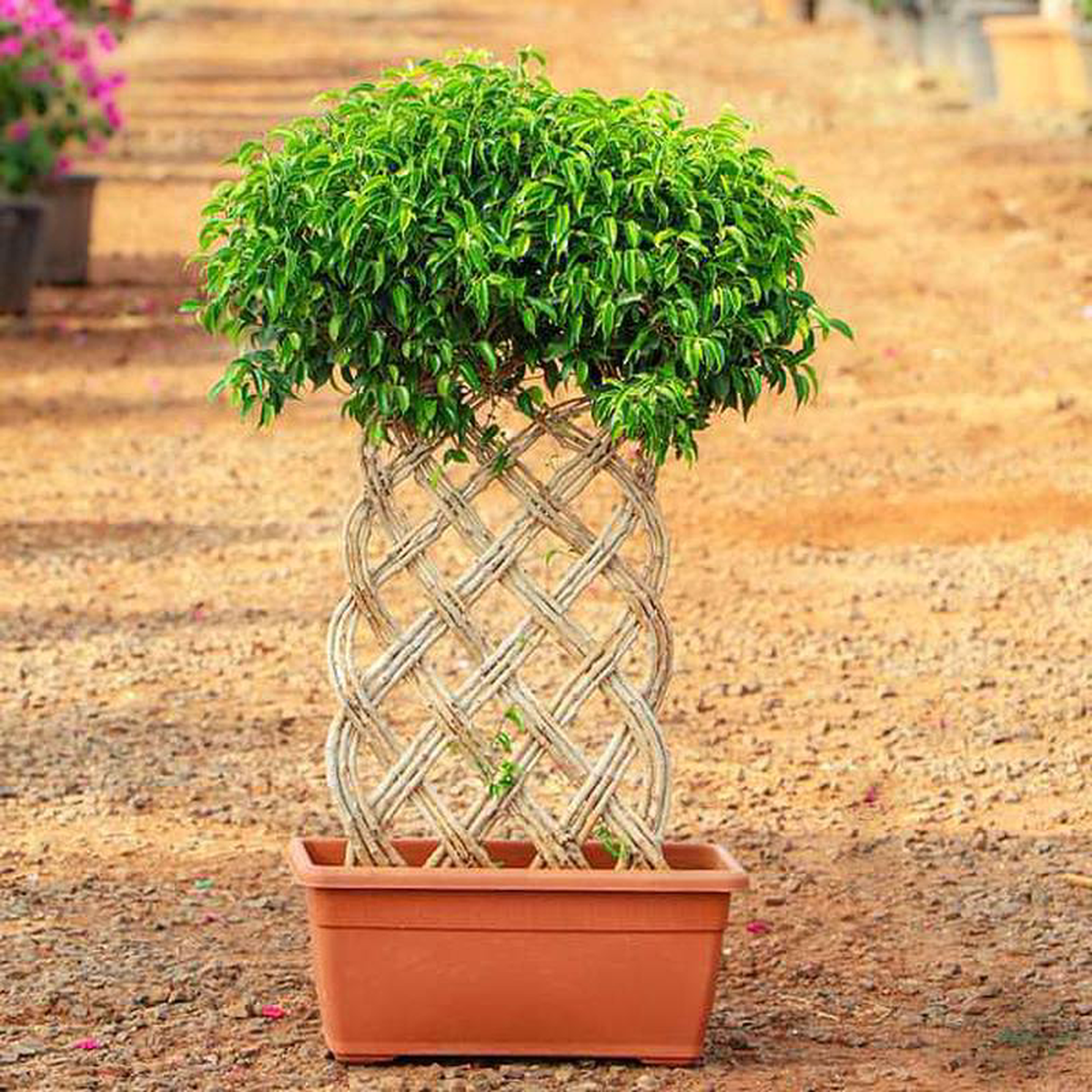 Ficus Bonsai Vertical Braided Arrangement 8211 Plant