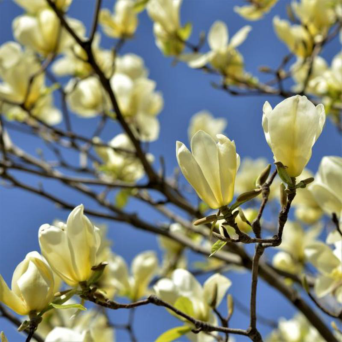 Butterflies Magnolia Tree