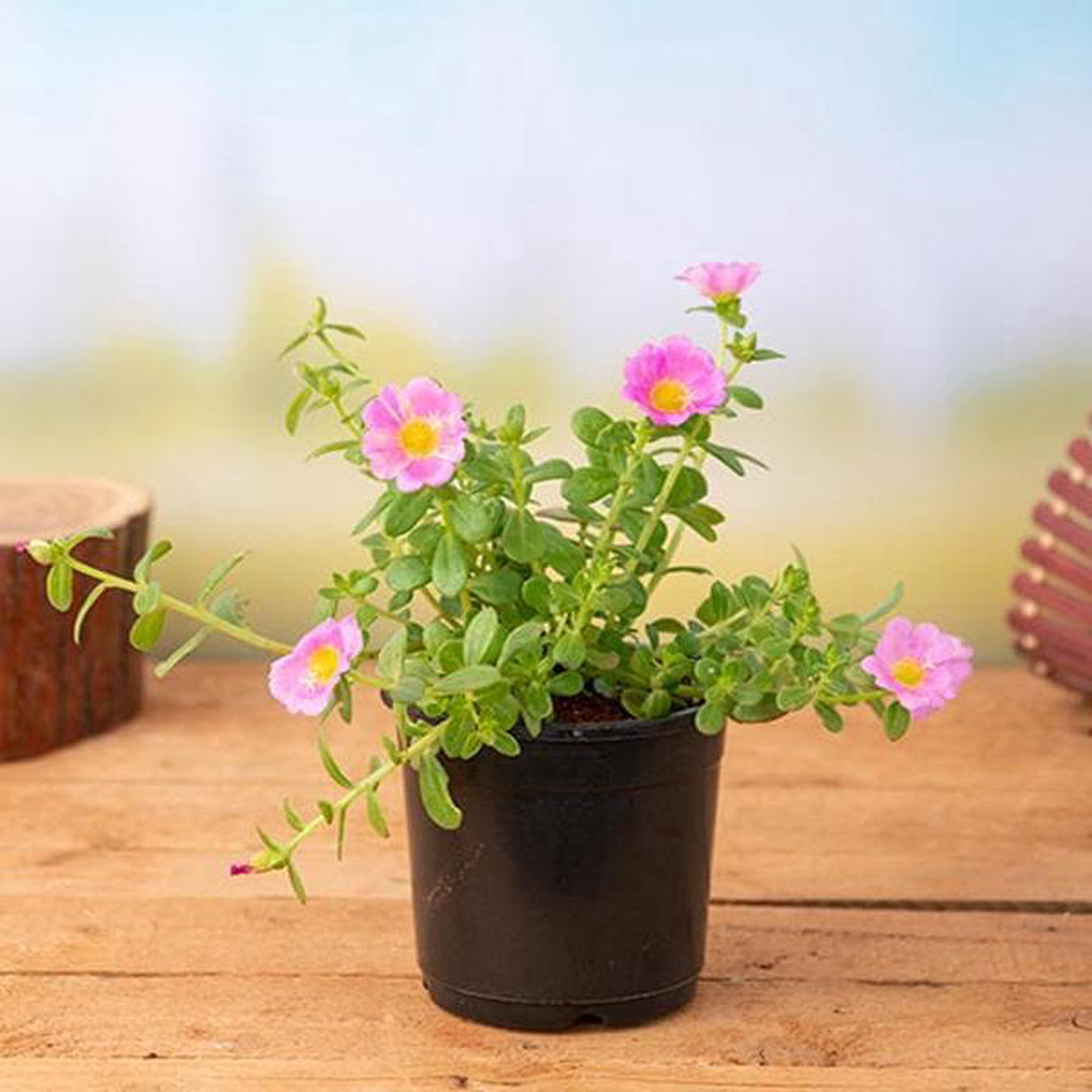 Portulaca 10 O Clock (Pink) 8211 Plant