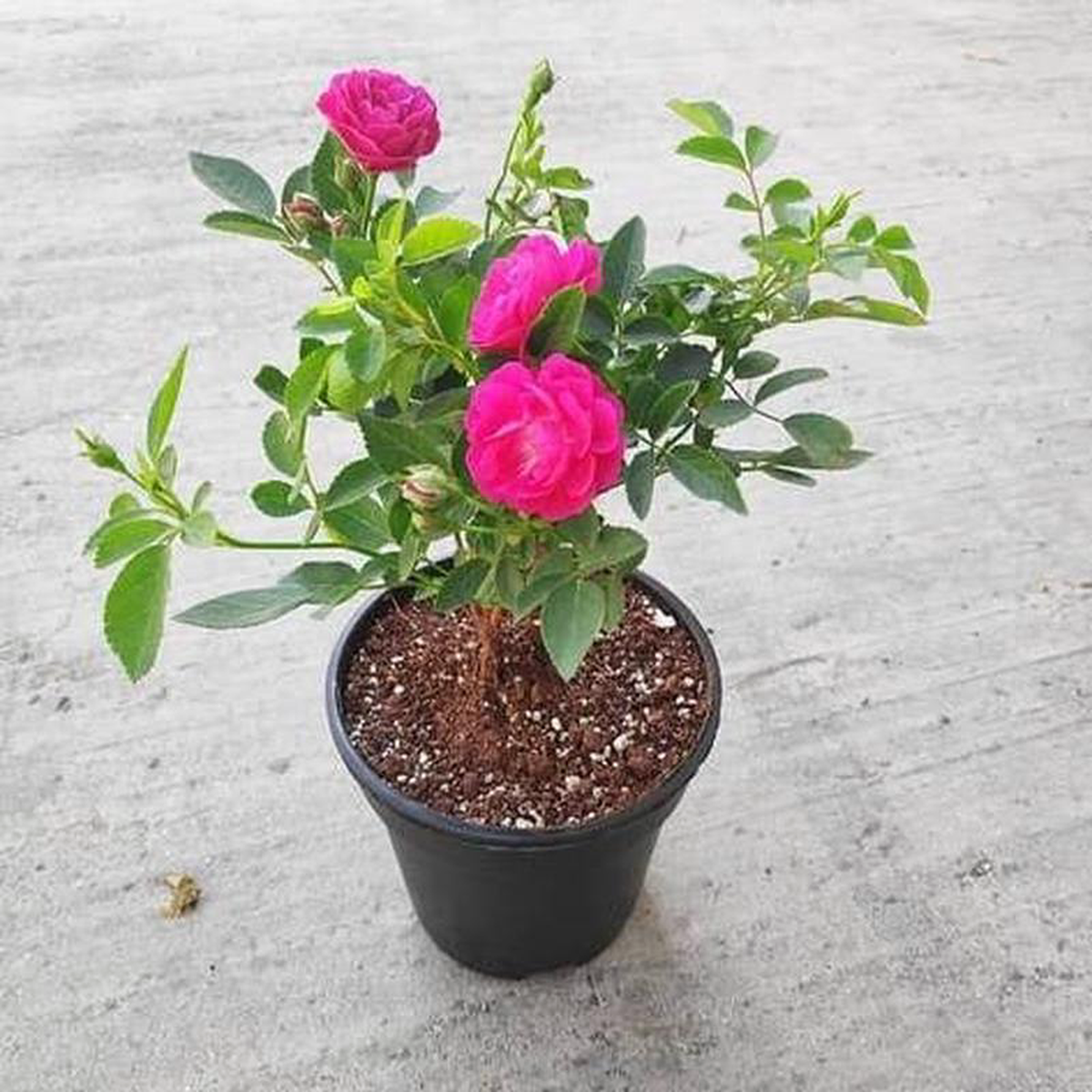 Rose (Dark Pink) Plant in 10 inch Grow Bag