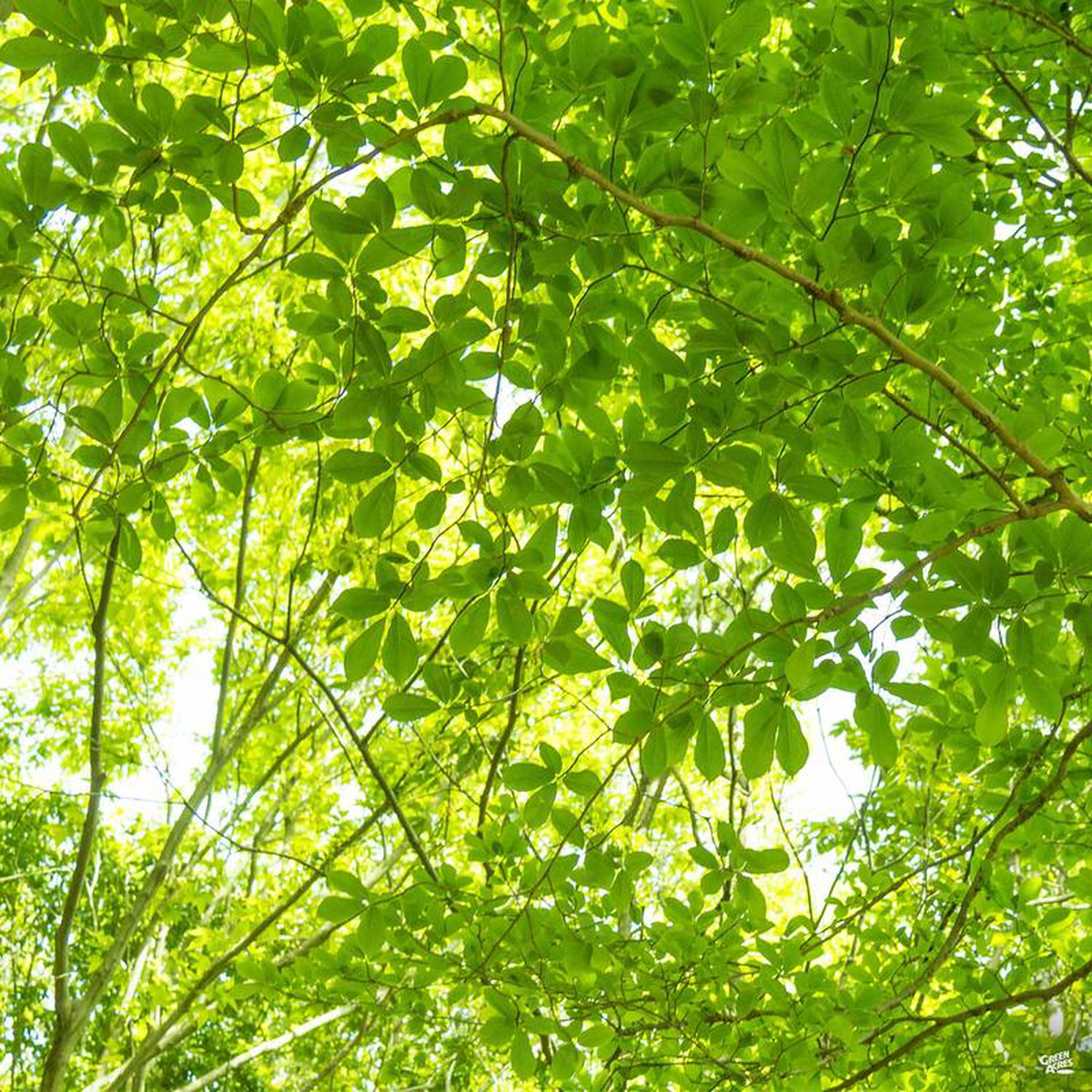 Zelkova 8216Village Green8217