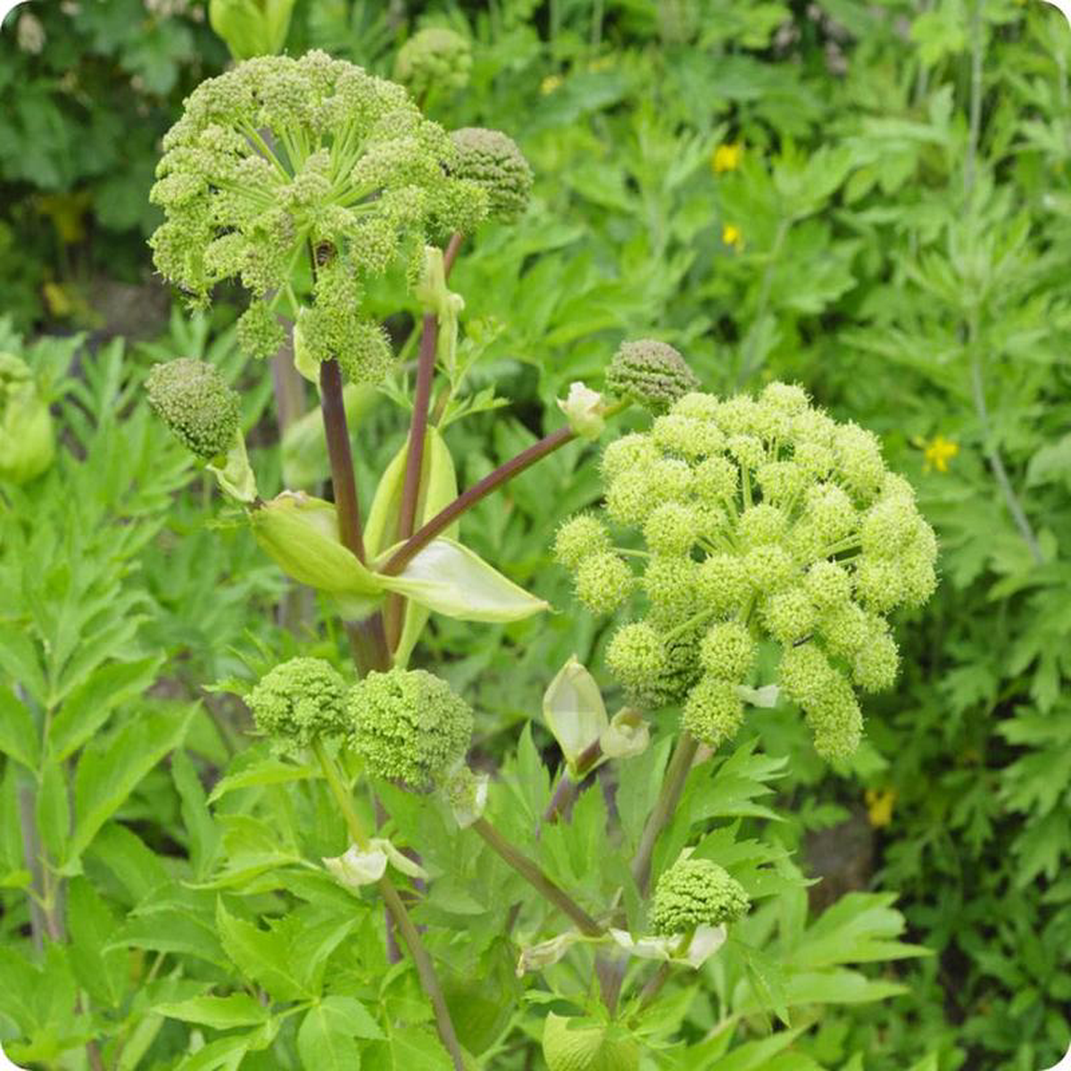 Angelica 8211 Mr Fothergill8217s Seeds