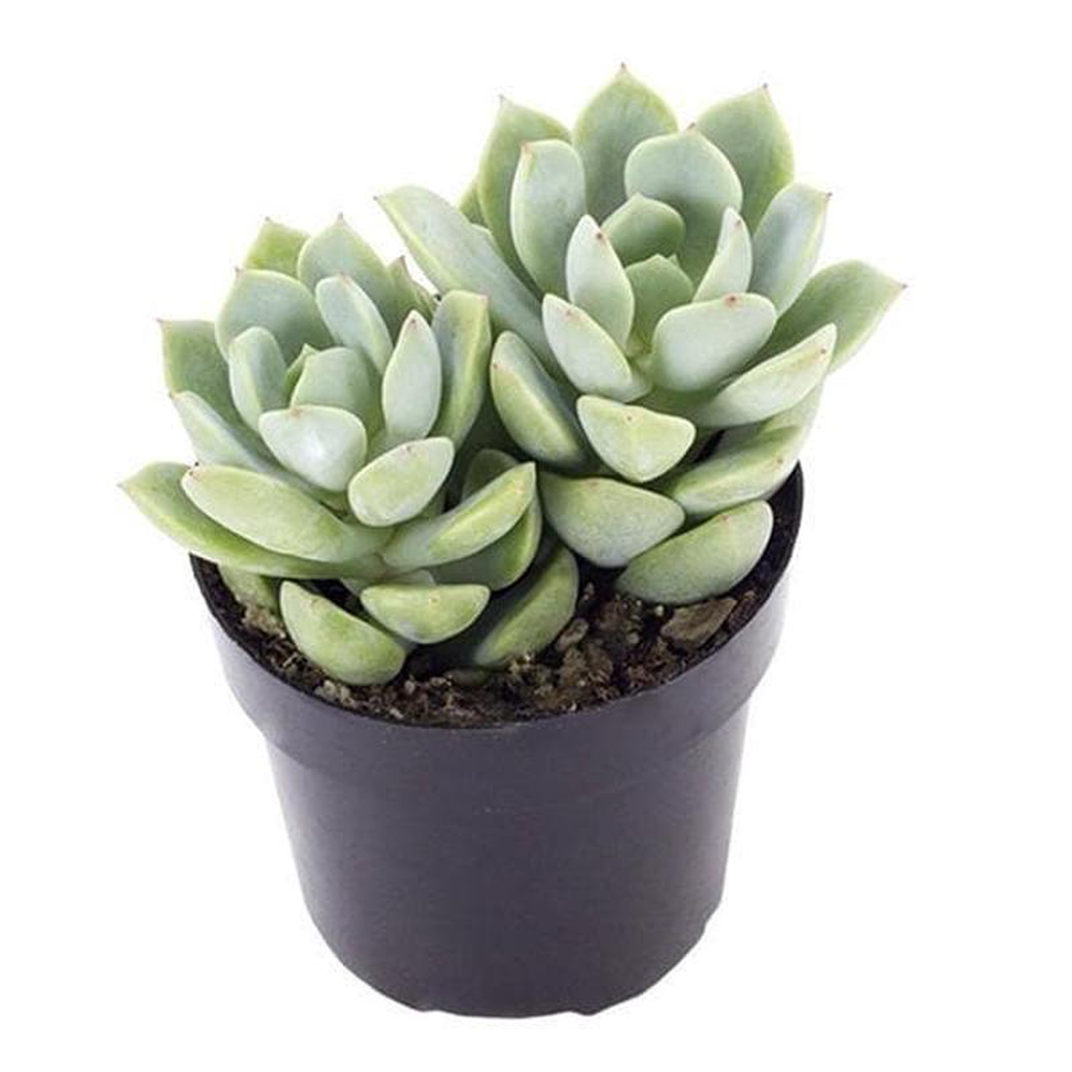 Graptoveria opalina 8211 Succulent Plant