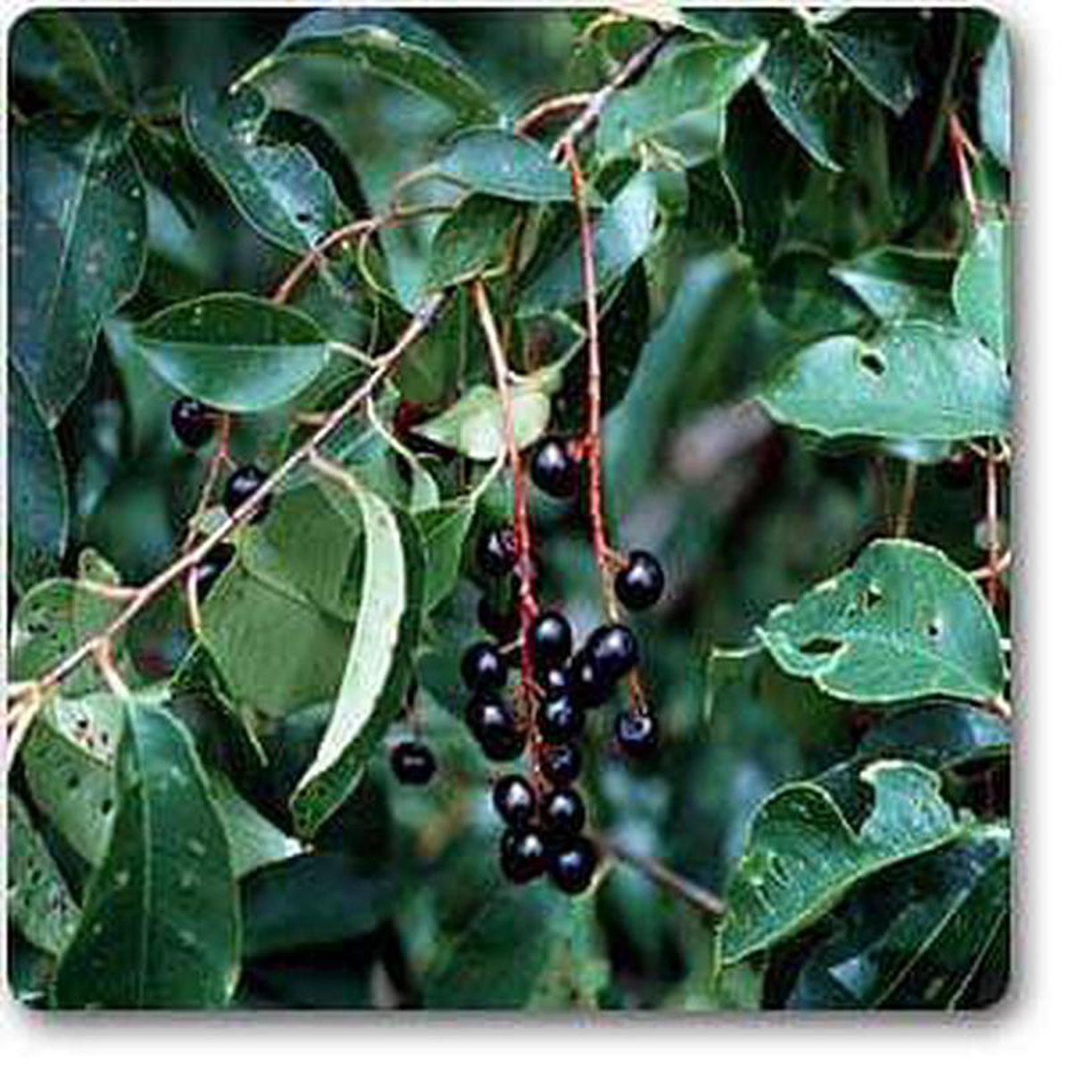 Black cherry 8211 Plant