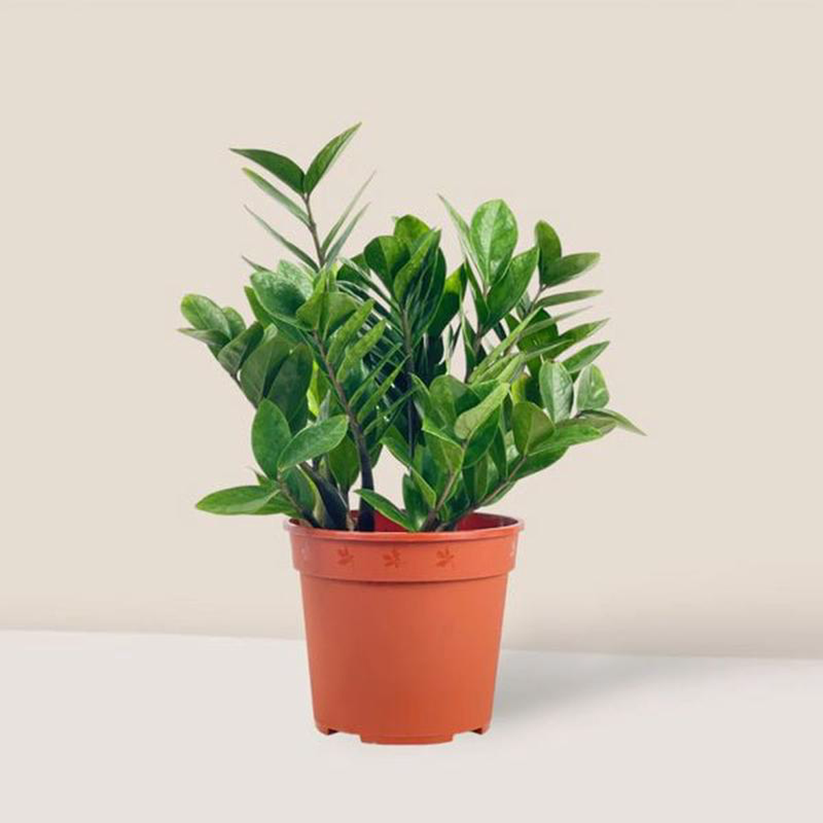 Zamioculcas zamiifolia ZZ Plant 8211 Plant