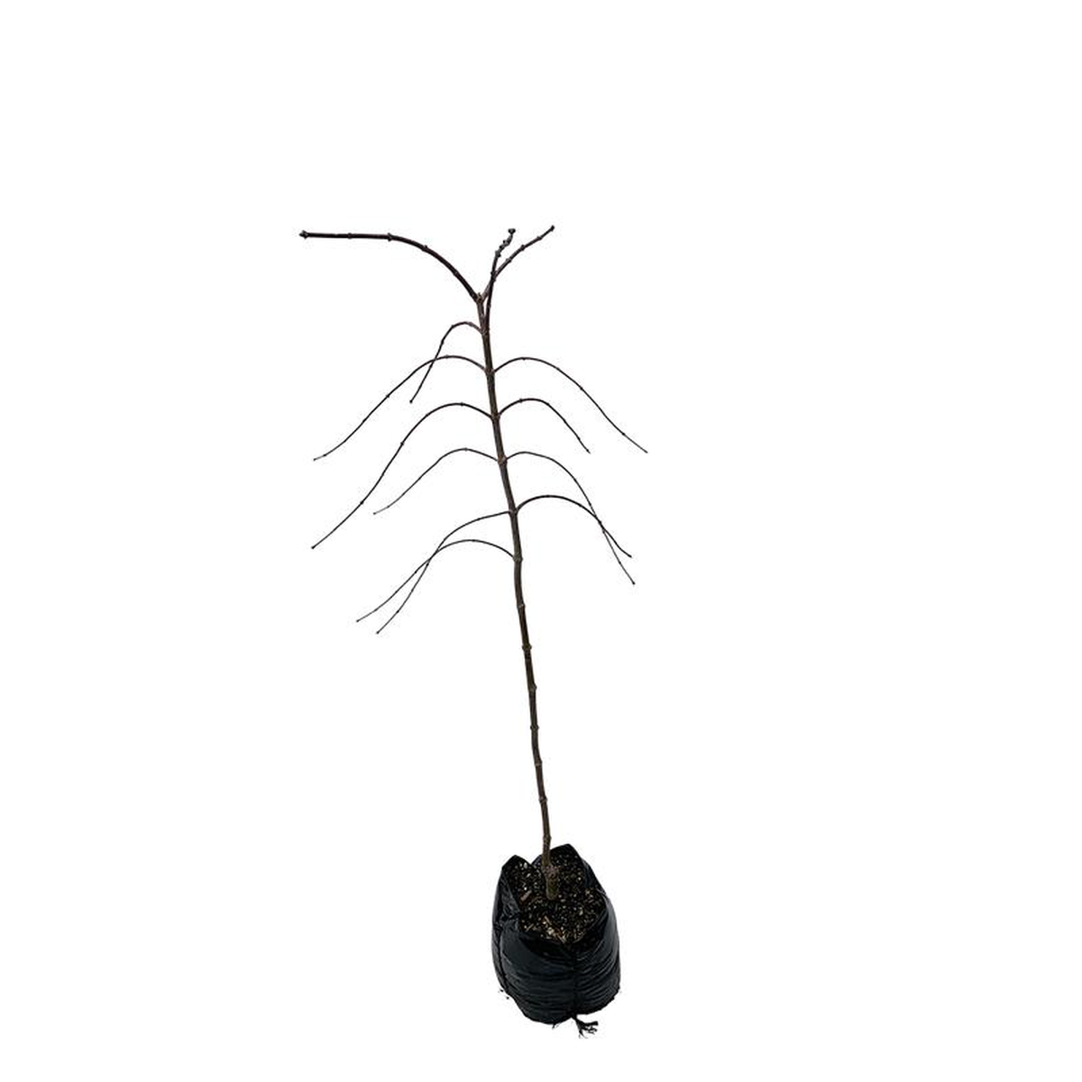 Acer Palmatum Tamukeyama