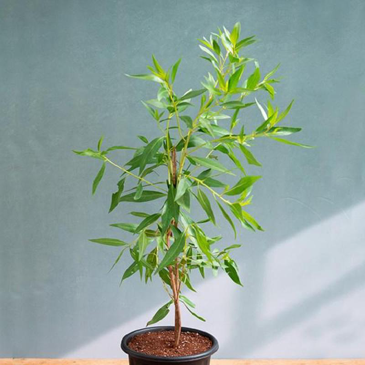 Conocarpus erectus 8211 Plant
