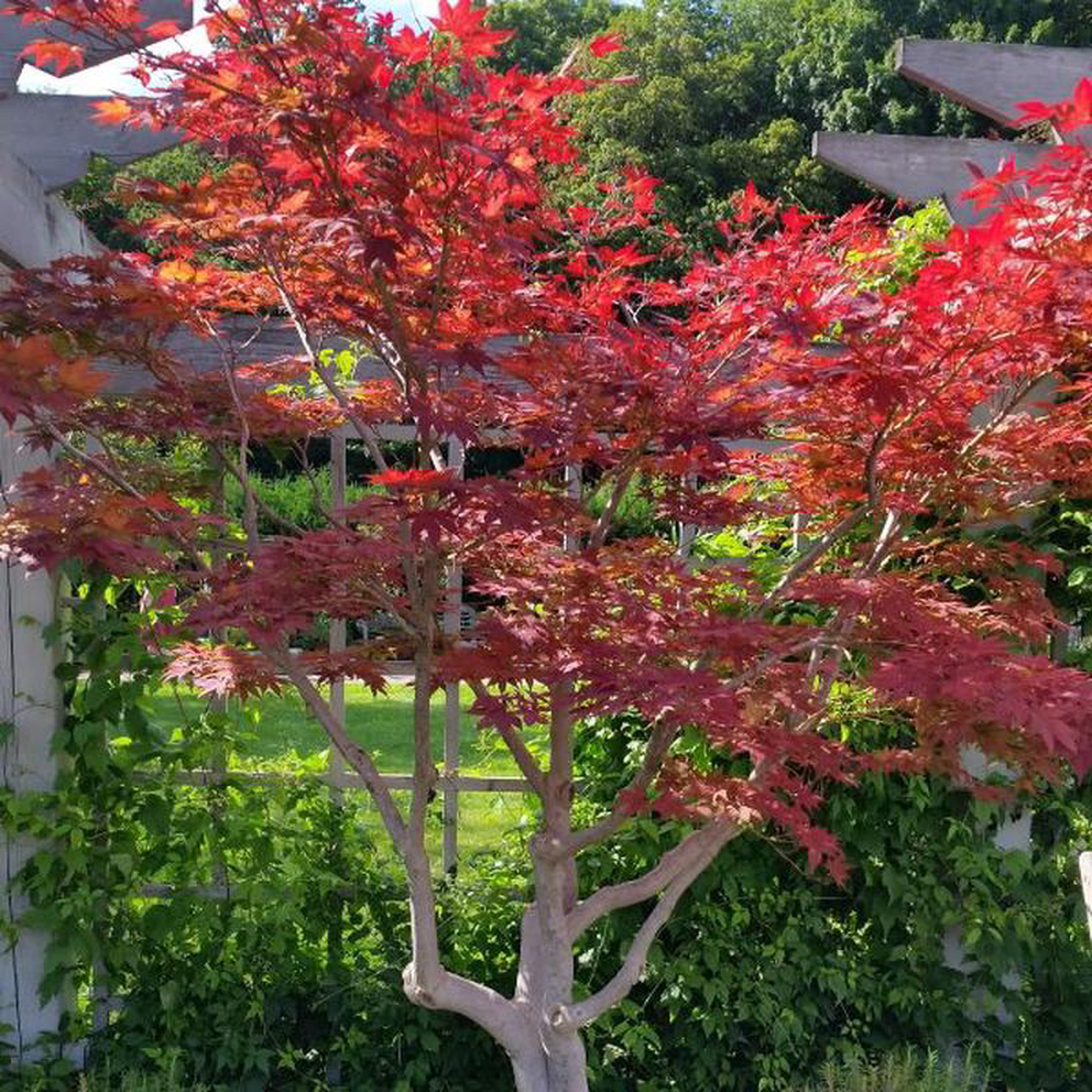 Japanese Red Maple Tree