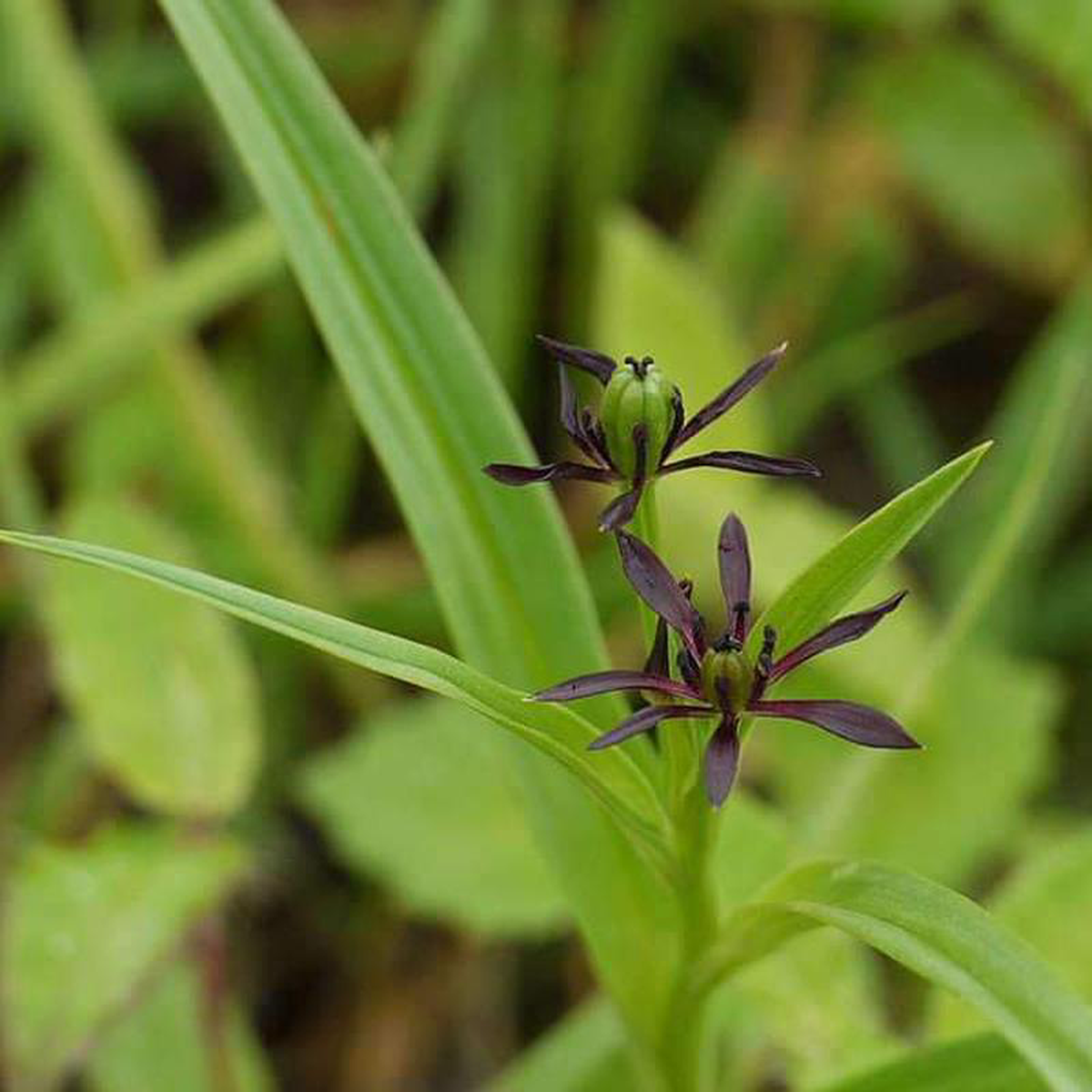 Iphigenia Ran Lahsun 8211 Plant