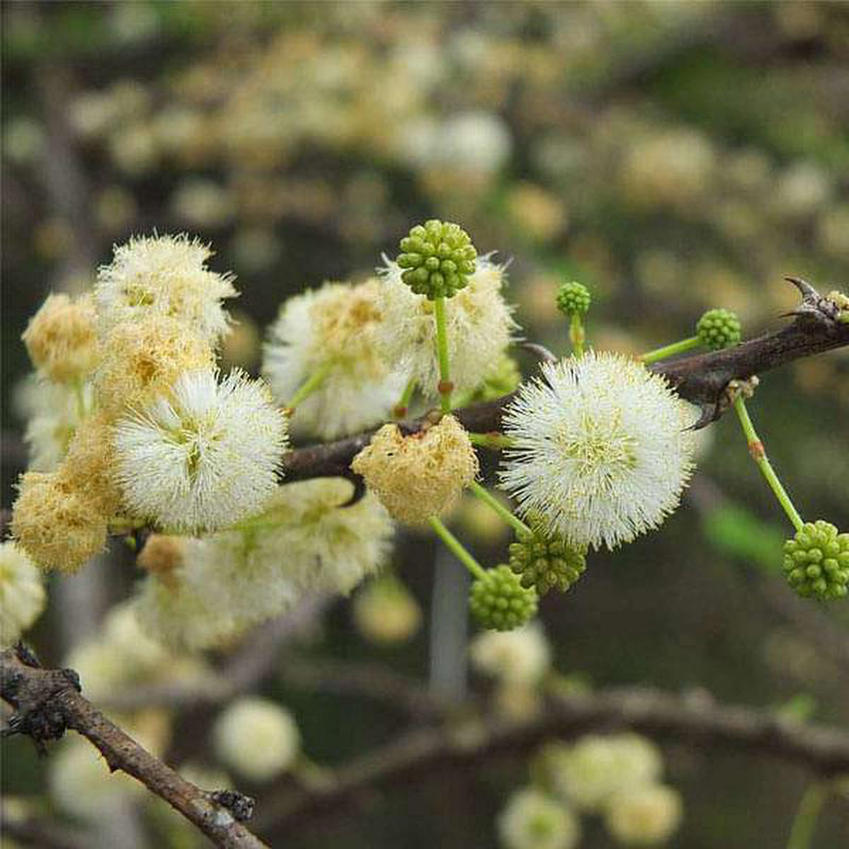 Acacia Planifrons Umbrella babul 8211 05 kg Seeds
