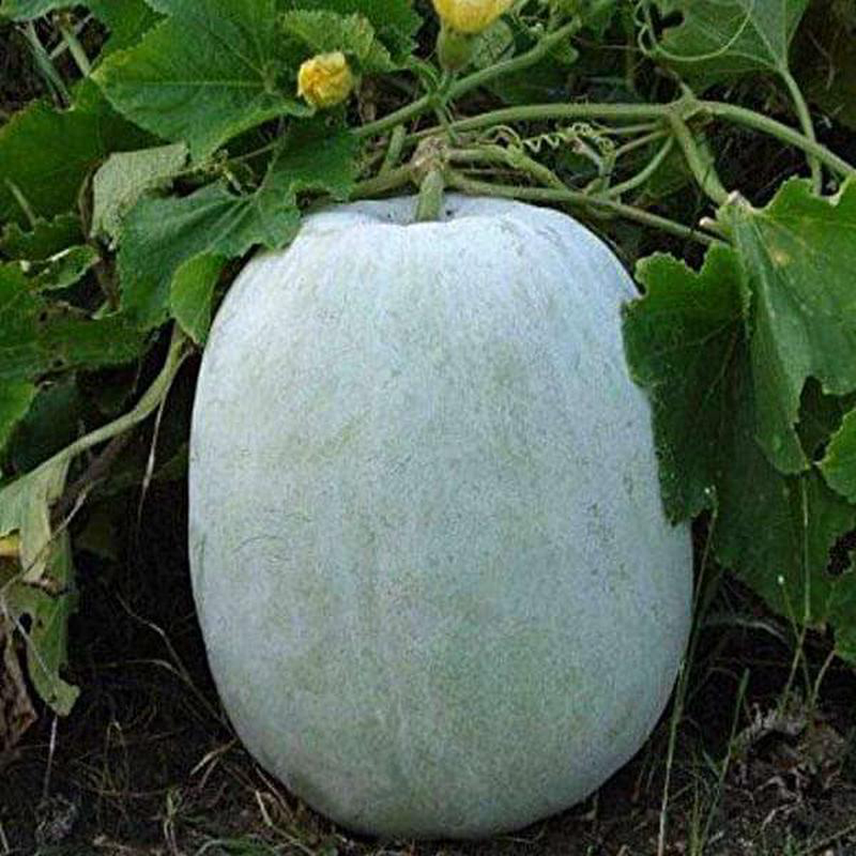 Ash Gourd Methai Petha Agri Petha 8211 Vegetable Seeds