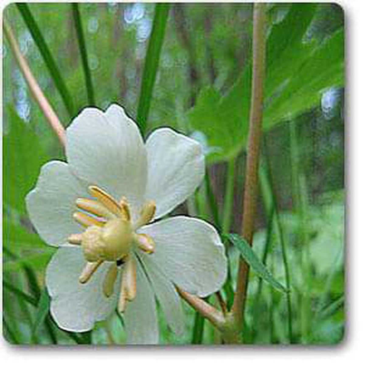 Podophyllum peltatum 8211 Plant