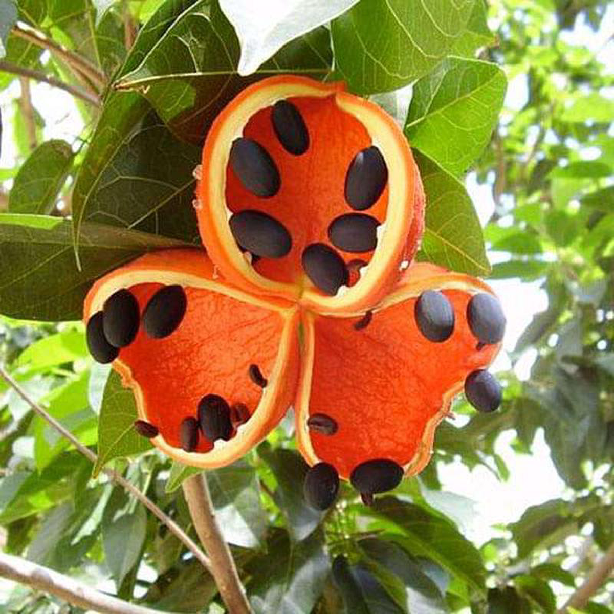 Sterculia Foetida Jungli Badam 8211 Plant