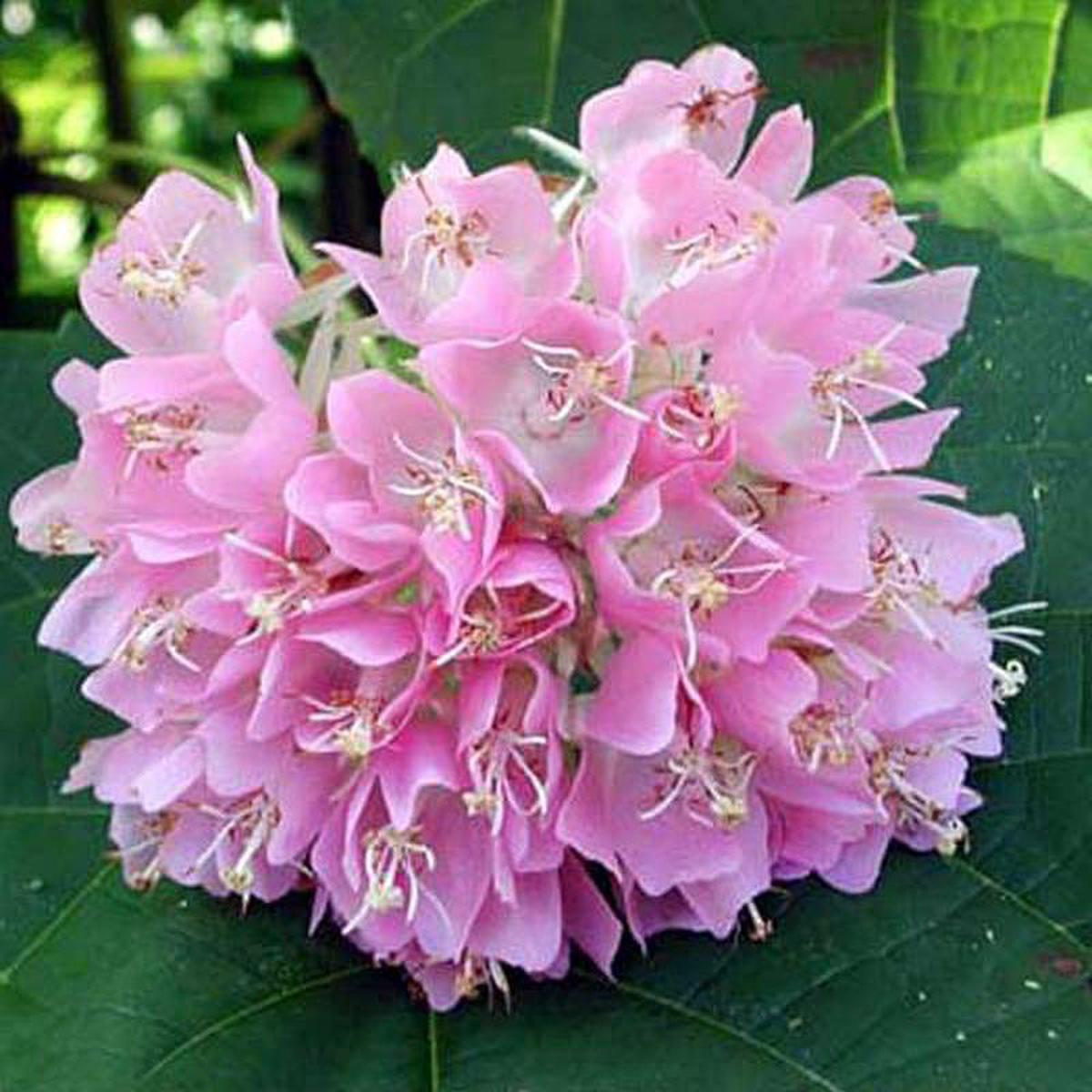 Pink ball tree Dombeya wallichii Tassel Dombeya (Pink) 8211 Plant