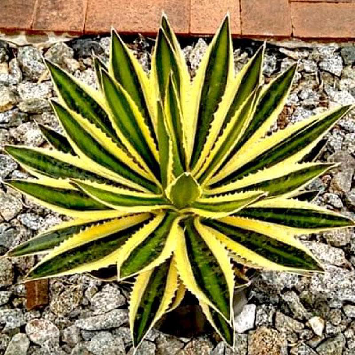 Agave lophantha Ghaypat 8211 Succulent Plant