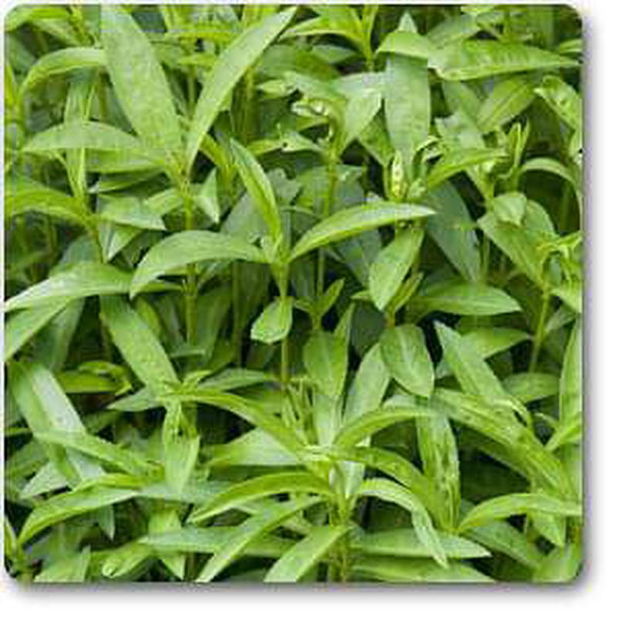 Artemisia dracunculus 8211 Plant