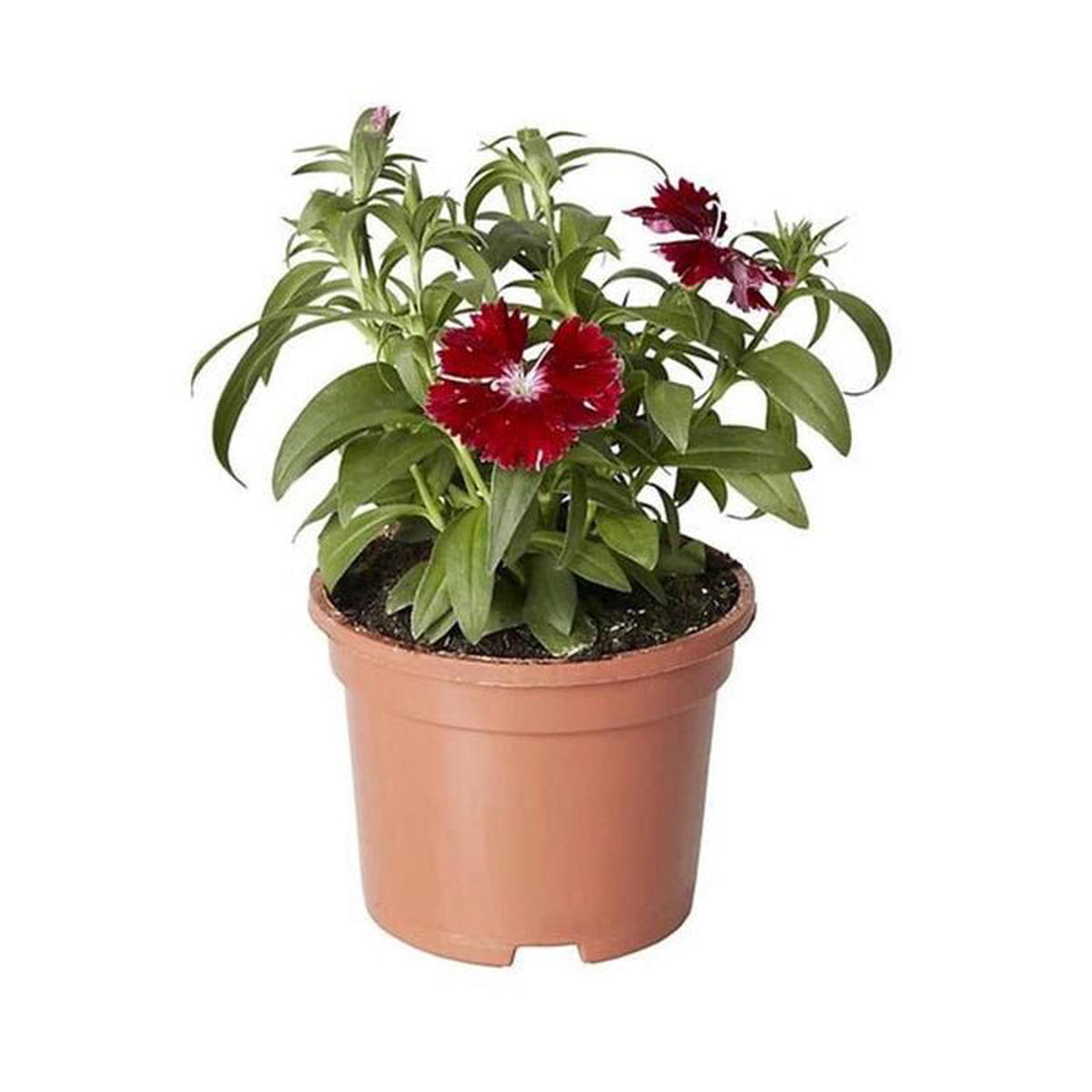 Dianthus (Any Color) 8211 Plant