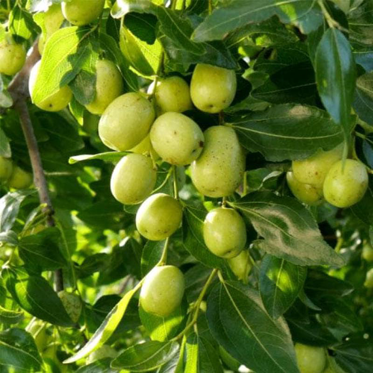 Ber Fruit Ziziphus mauritiana (Grafted) 8211 Plant