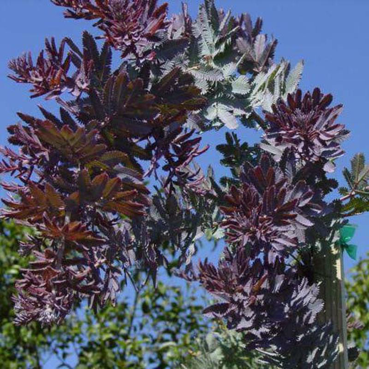 Acacia Baileyana Purpurea 8211 PB8