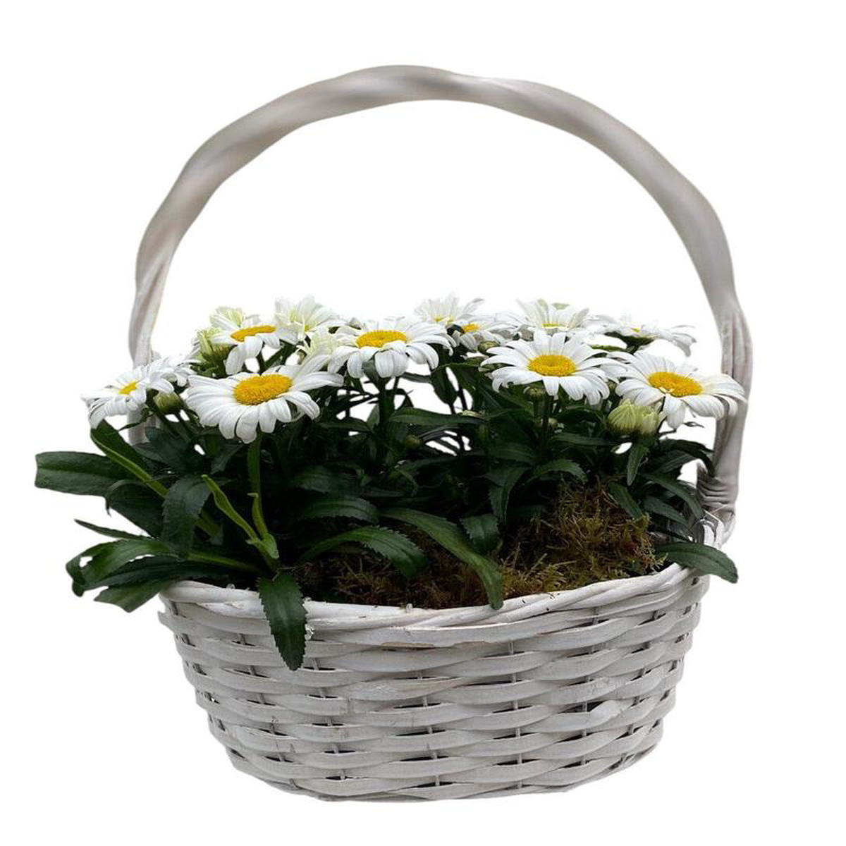 Beautiful Basket of Daisy Leucanthemum