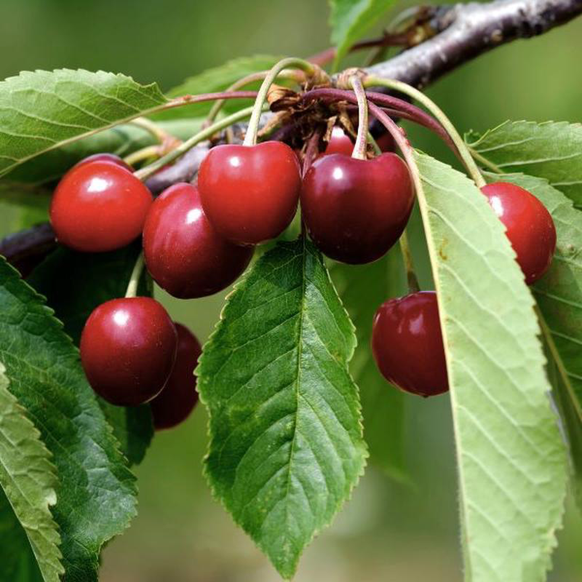 Tulare Cherry Tree
