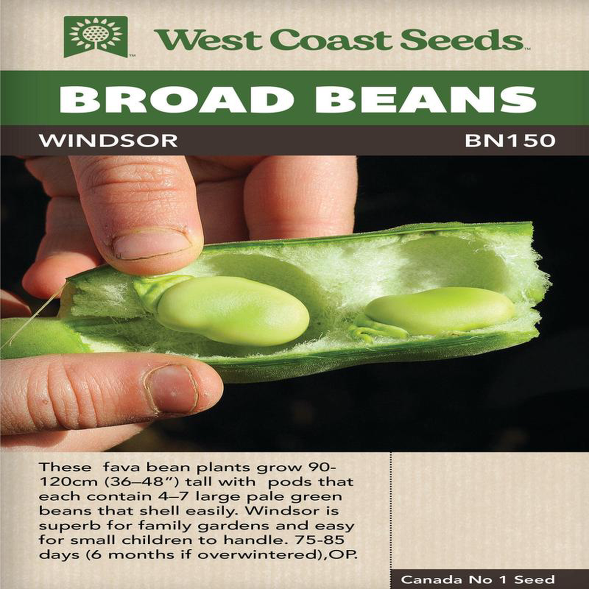Bean Broad Windsor 8211 West Coast Seeds