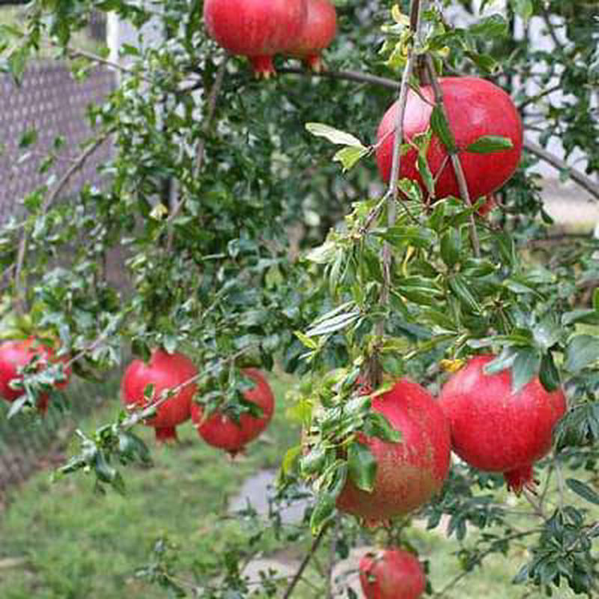 Punica granatum minima 8211 Plant