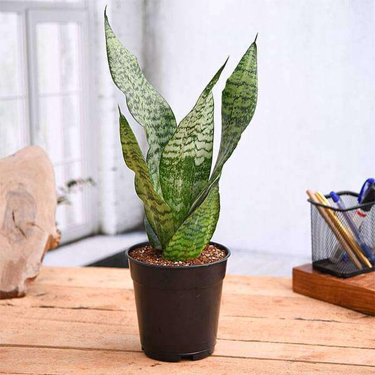 Snake Plant Sansevieria trifasciata Sansevieria zeylanica 8211 Plant