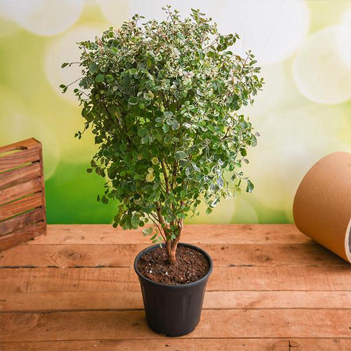 Snowbush 8211 Plant