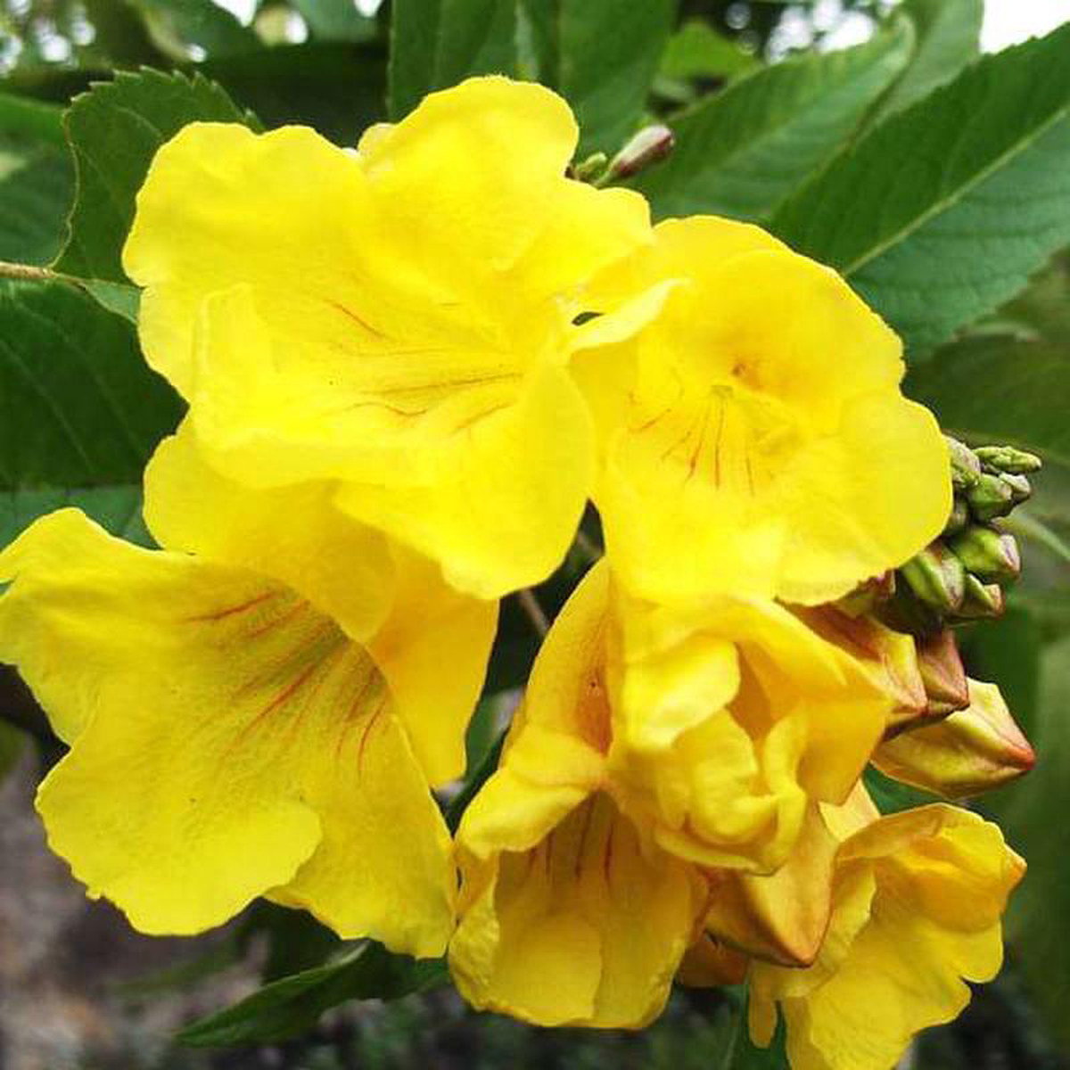 Tecoma (Shrub Any Color) 8211 Plant