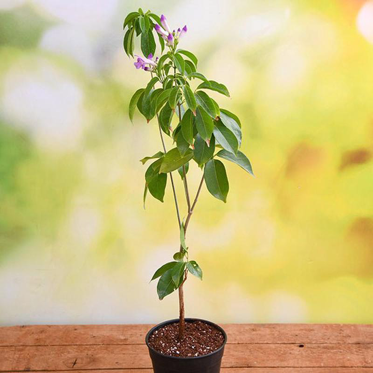 Garlic Creeper Mansoa Alliacea 8211 Plant